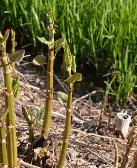 how-does-japanese-knotweed-spread-2048x1356.jpeg.png